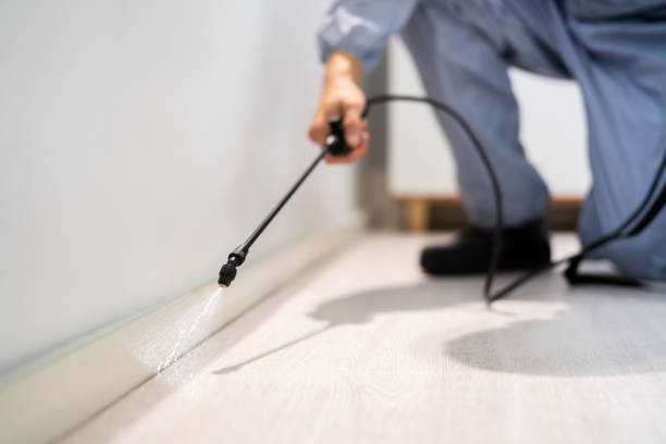 Licensed Ant Control service in Buena Vista city County, VA - Nex Pest Control